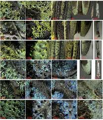 Eutetrapha lini Chou, Chung & Lin 2010