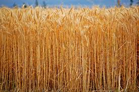Only wheat challenge (minecraft build battle). Winter Wheat Planting In Ontario Good In Every Grain