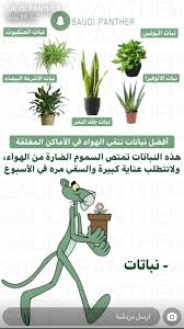 Pin By Mariam El Edghiri On نباتات House Plants Decor Plants Country Garden Decor