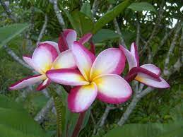 Pin On Hawaii