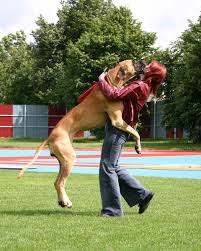 Say no! or nope! when the dog humps. How To Stop A Dog From Jumping Up On People Pethelpful
