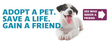 Adoptions at partner stores are coordinated in a 'first come first serve' manner, meaning that the first person who connects with a store representative is the first one. Animal Friends Humane Society