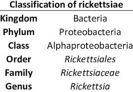 Image result for Rickettsiae
