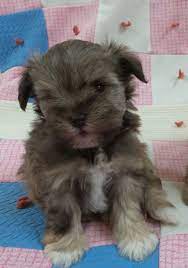 Available Female Miniature Schnauzer Puppies Schnauzer Puppy Schnauzer