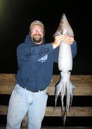 Humboldt Squid visit the piers —