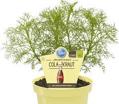 We did not find results for: Cola Kraut Blu Krauter Gemuse So Gesund Kann Lecker Sein