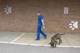 Hotels near aquinas institute of theology. Volunteers Allege A Purge Is Behind Reboot At St Louis County Animal Shelter News Blog