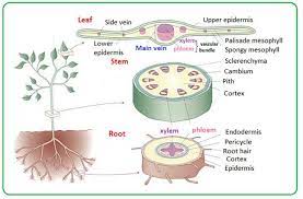 Distribution Of Xylem And Phloem In Roots Stems And Leaves Biology Notes For Igcse 2014 Biology Plants Plant Life Cycle Plants Worksheets