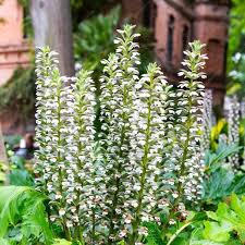 Image result for Acanthus