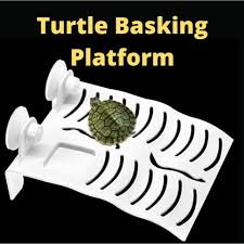 Maybe you would like to learn more about one of these? Kura Kura Comel Ø§Ù„Ù…Ù†Ø´ÙˆØ±Ø§Øª ÙÙŠØ³Ø¨ÙˆÙƒ