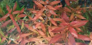 Image result for Rotala capensis