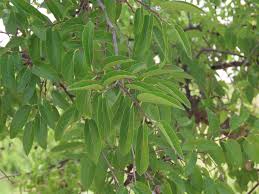 Image result for Celtis