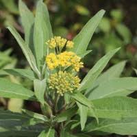 Image result for Psilotrichum scleranthum