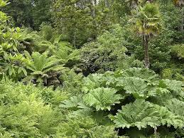 Jungle Valley Heligan Gardens Cornwall England Lost Gardens Of Heligan Lost Garden Tropical Tree