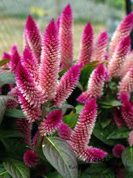 Celosia Intenz Flower