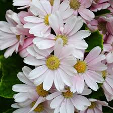 Image result for Pericallis