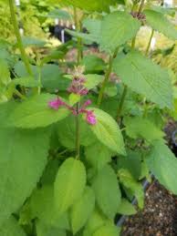 Image result for Cleistochlamys