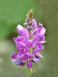 Image result for Desmodium intortum