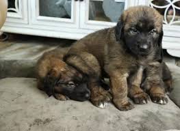 Find leonberger puppies and breeders in your area and helpful leonberger information. Leonberger Puppies For Sale Petfinder