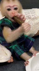 Daily Bb Monkey #monkeys #babymonkey #cuteanimals #cute #marmoset #animal  #monkey #wild #animals #wildlife