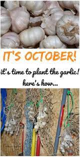 How To Plant Garlic Planting Garlic Growing Garlic Organic Vegetable Garden