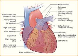 Smoking and your heart and blood vessels. How The Heart Works Exterior View Keith Ahrens