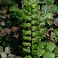 Image result for Blechnum punctulatum