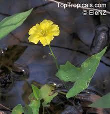 Image result for Xenostegia medium