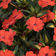 Image result for Impatiens sylvicola