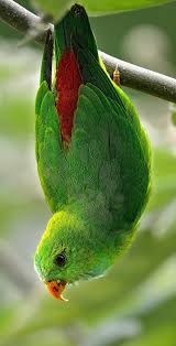 Loriculo Vernal Vernal Hanging Parrot Fruhlingspapageichen Coryllis Vernal Tier Fotos Wilde Tiere Papagei