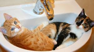 why do cats like to sleep in sinks