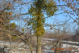 Image result for Viscum subserratum