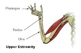 Action of flexor digitorum profundus muscle. Flexor Digitorum Profundus Origin Action Insertion Study Com