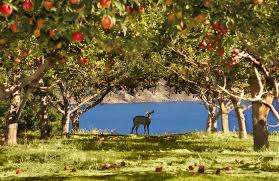 Trees that produce mast are important to a deer's nutrition and survival through winter. Planting Fruit Trees For Deer Advanced Hunter