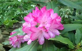 Pin On Flowering Shrubs