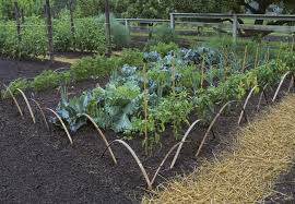 Discover how to make the most of your backyard with. Veggie Garden Design Ideas Make Your Vegetable Garden Beautiful Finegardening