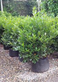 Leaves are lanceolate to elliptical to 4 inches (12 cm) long. Pride Of Provence New Zealand Easy Big Trees Big Tree Laurus Nobilis Laurel Hedge
