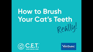 So, we'll break down a few steps that make the whole process a lot less scary. How To Brush Your Cat S Teeth Youtube