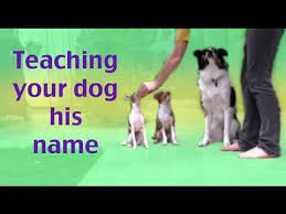 Many of us dog parents have taught our pups how to sit, shake and lie down. How To Teach Your Dog His Name Youtube