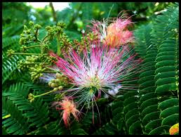 Image result for Albizia zimmermannii
