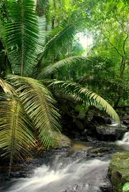 Most Amazing In The World Amazon Forest Rainforest Amazon Rainforest