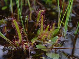 Image result for Nesaea linearis