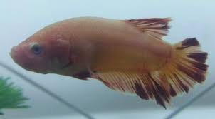 And i've been look for plain plakat giant for a hybrid project i want to do. Kianmeng Org Betta Spawn Log Bsl201806008 Giant Armageddon M X Giant Galaxy S