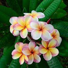 Radiant and captivating, frangipani is an irresistibly, timeless and enticing fragrance. Frangipani