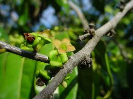 Image result for Diospyros mafiensis