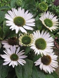 Echinacea Virgin Echinacea Purpurea Echinacea Plants