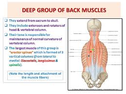 The intrinsic back muscles are sequestered in an osseofibrous canal, formed by the thoracolumbar fascia, the vertebral arches, and the spinous and transverse processes of associated vertebrae. Muscles Of Back By Prof Ahmed Fathalla Dr Sanaa Alshaarawy Ppt Video Online Download