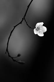 Black And White Cherry Blossoms Wallpaper Cherry Blossom Black And White Photographs White Photography Black And White Pictures