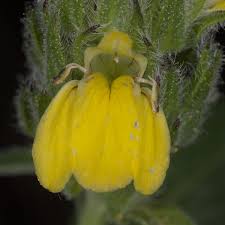 Image result for Justicia flava