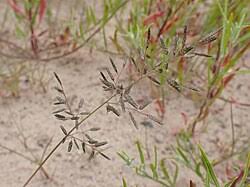 Image result for Eragrostis minor